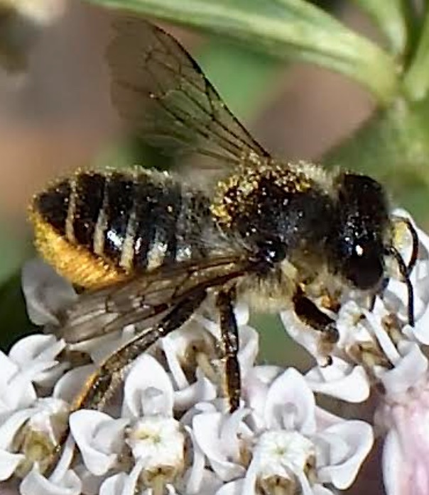 Leafcutter Bee (Megachile spp.)
